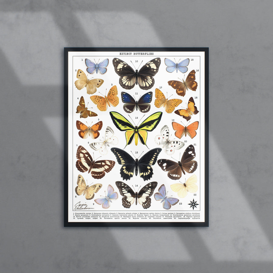 Atlas Pro Extinct Butterflies Art Print